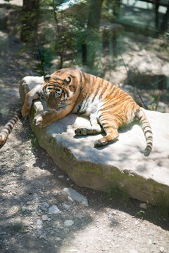 Tiger at the zoo