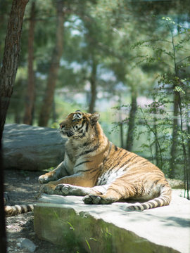 Tiger at the zoo