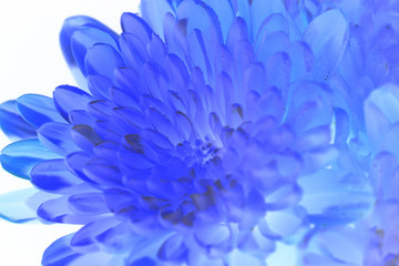 Inverted Flower/A beautiful flower using an inverted manipulation filter.