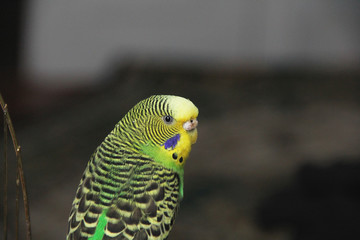 A parrot. A wavy parrot is sitting in a cage