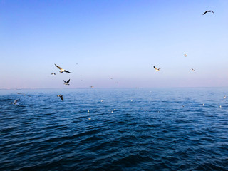 Fototapeta premium seagulls