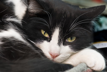 Gato negro con blanco ojos verdes acercamiento