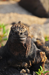 marine iguana