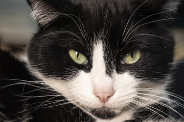 Gato negro con blanco ojos verdes acercamiento