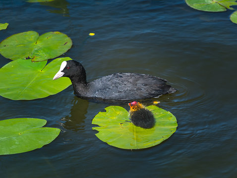 Eurasian coot (Fulica atra) with chick sitting on floating leaf 