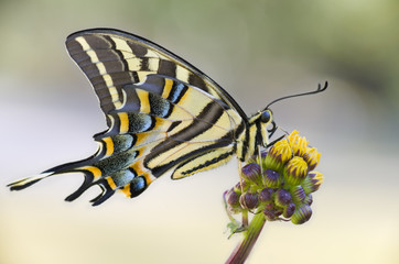 Mariposa corola Multicaudata xochiquetzal Papilio multicaudata sobre fondo verde sobre flores y hojas
