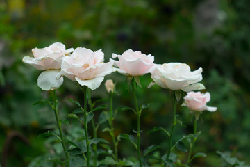 Obraz premium White roses in the garden