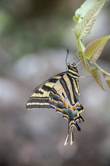 Mariposa corola Multicaudata xochiquetzal Papilio multicaudata sobre fondo verde sobre flores y hojas