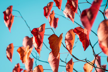 Herbstblätter