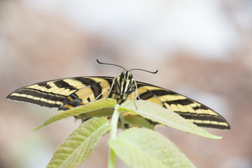 Mariposa corola Multicaudata xochiquetzal Papilio multicaudata sobre fondo verde sobre flores y hojas