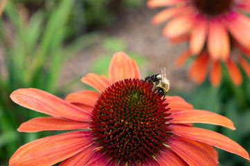 bumblebee digging in