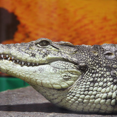 Crocodile close-up. Aligator