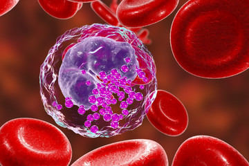 Basophil, a white blood cell, 3D illustration. Basophils are granulocytes taking part in inflammatory reactions and allergic diseases