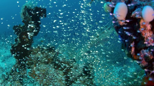 glass fish (Parapriacanthus ransonneti) in a colorfull reef, Indonesia