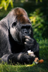 Eating black  Gorilla - Zoo Berlin