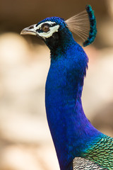 Obraz premium Closeup head shot of a peacock