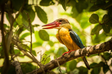 Stork-billed Kingfisher