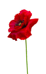 Naklejka premium red poppy isolated on white background