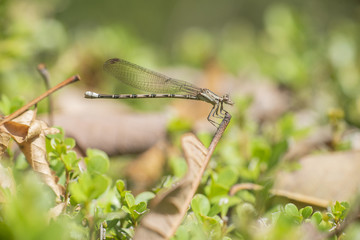 Caballete cafe sobre rama libélula