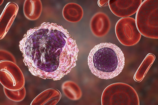 Monocyte (left) and lymphocyte (right) surrounded by red blood cells, 3D illustration
