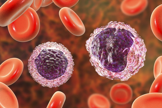 Lymphocyte (left) and monocyte (right) surrounded by red blood cells, 3D illustration