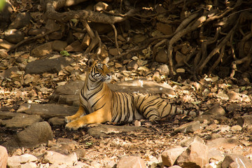 Tiger resting in shade and raising its head