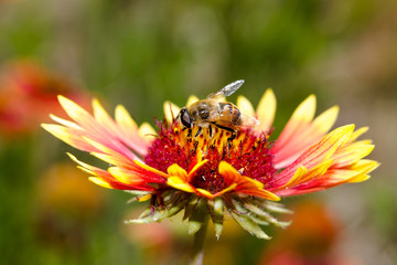 bee and flower