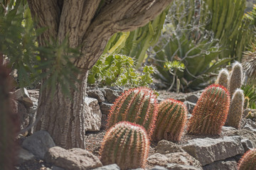 Cactus rock garden.