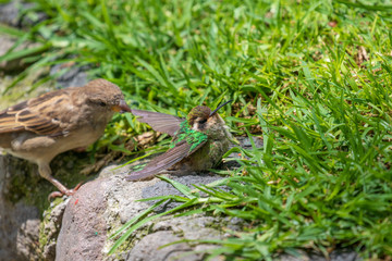 Sparrow bulling a hummingbird
