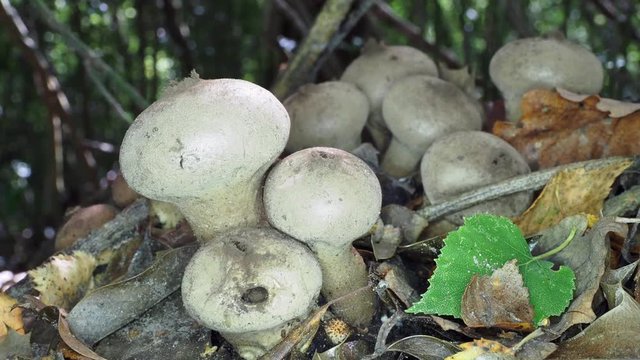 Lycoperdon perlatum Pers. - Common Puffball 