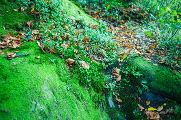 Road through the autumn forest