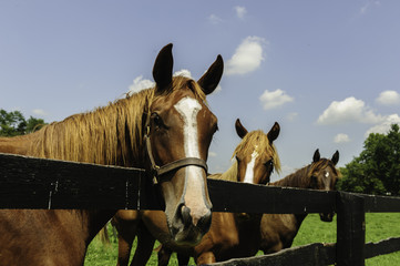 Thoroughbred horses on a Kentucky horse farm