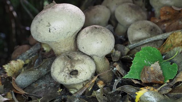 Lycoperdon perlatum Pers. - Common Puffball 