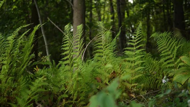 A patch of green vibrant ferns in a forest