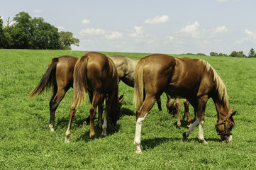 Thoroughbred horses on a Kentucky horse farm