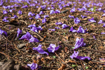 Jacaranda flowers
