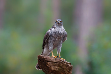 Northern goshawk in the forest in the Netherlands