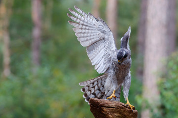 Northern goshawk in the forest in the Netherlands