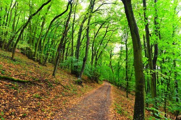 forest of Pálava