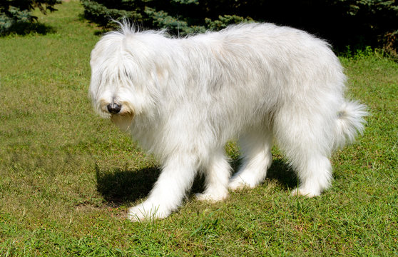 South Russian Sheepdog left side. The South Russian Sheepdog is in the park. 