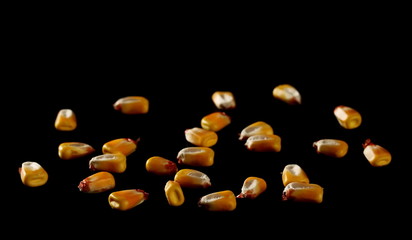 Pile corn grains isolated on black background