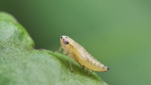 Pflanzensch&auml;dling Zikade als Larve auf einem Blatt