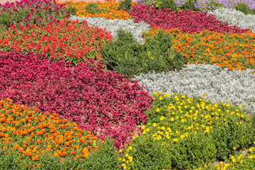 Floral background. Colorful flower bed in city design