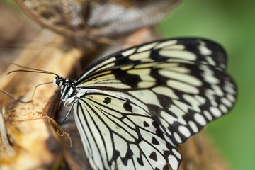 Fototapeta na wymiar Butterfly On Piece Of Wood Close-up