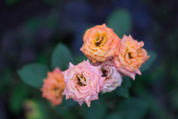 Bush of multicolor roses in the garden