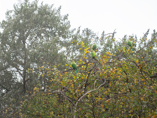 Rose Ringed Parakeets, Psittacula Krameri, in bush, London, UK.