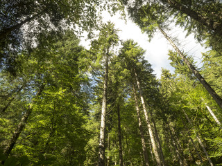 En forêt. Sous la cime des arbres.