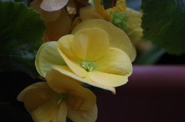 yellow begonia flower