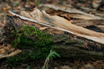 Holzstamm im Wald mit bunten Blättern und Moos