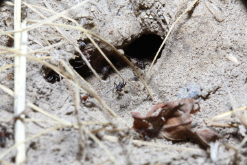 ant